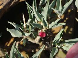 Image result for Adenia zambesiensis