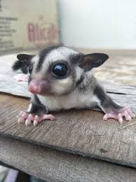 Sugar glider untuk di lepaskan male umur 9bulan. Pengenalan Sugar Glider Cdf Exotic Pet House