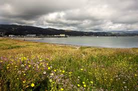 12) pennsylvania endless mountain fieldstone Half Moon Bay Wildflowers In Spring Matt Tilghman Photography