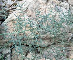 Image result for Asparagus minutiflorus