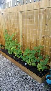 Maybe you would like to learn more about one of these? Cucumber Trellis For Under 20 Hometalk