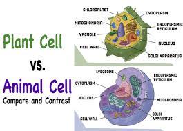 Maybe you would like to learn more about one of these? Compare And Contrast Chloroplasts And Mitochondria Owlcation