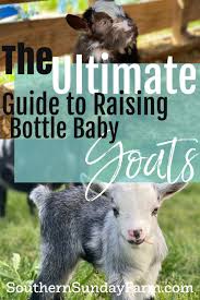 How To Raise A Bottle Baby Goat Southern Sunday Farm In 2020 Baby Goats Baby Bottles Baby Puppies