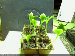 We did not find results for: Time Lapse Of Zucchini Growing From Seed Youtube