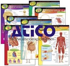 Educational Charts Manufacturer Supplier Exporters In