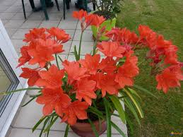 Image result for Cyrtanthus welwitschii