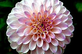 This will help determine the ph level of the soil but also find out how much nitrogen, phosphorus and potassium it contains. How Do You Prepare Soil For Planting Flowers