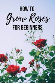 How To Grow Roses For Beginners Growing Roses Planting Rose Bushes Planting Roses