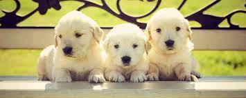 Adopt angel a golden retriever in van nuys, golden retriever puppy for sale in northridge, Golden Retriever Breeder Chadwick S Goldens