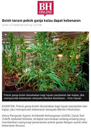 Silahkan kalian simak penjelasan lengkapnya dibawah ini gaes! Pendapatan Dari Menoreh Getah