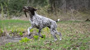 Image result for italský krátkosrstý ohař