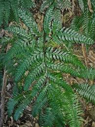 Image result for Pteridaceae