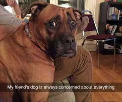 You Are Doing Me A Concern Funny Animals Funny Dogs Funny Dog Pictures