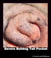 Loss of fur and shine among the dogs. Bulldog Tail Pocket Maintenance Best Products Recommendation