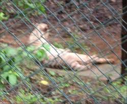 Spotting lions and tigers in Mumbai ...