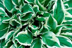 If the tips of the leaves. 13 Evergreen Edging Plants For Garden Borders With Pictures Conserve Energy Future