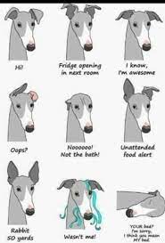 Jul 11, 2019 · royal hound is an italian greyhound, whippet & greyhound clothing creator & online retailer. Jupiter Jupiterrjazz In 2021 Greyhound Puppy Grey Hound Dog Italian Greyhound