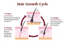 The growth portion of your hair cycle is called the anagen phase. The Life Cycle Of Your Hair Hair Changes At Different Stages