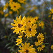 Image result for Helianthus angustifolius