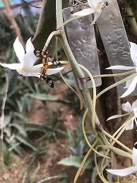 Image result for Aerangis montana