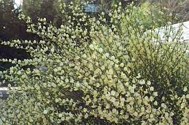 Plant Detail Plant Database University Of Connecticut Tall Shrubs Plants Shrubs