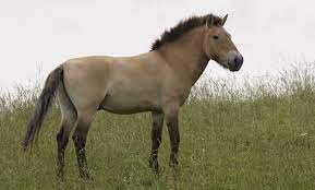 Przewalski S Horse Smithsonian S National Zoo