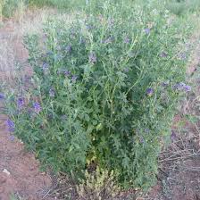 Image result for Medicago sativa