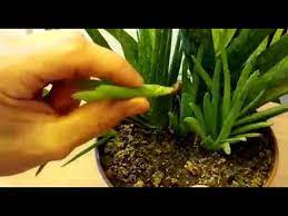 Aloe vera sukulentgiller ailesinin meşhur üyelerinden biridir. Aloe Vera Evde Nasil Cogaltilir Sarisabir Mucize Bitki How To Grow Aloe Vera At Home Youtube