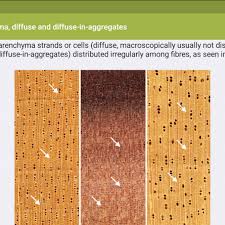 Looking for a mobile app that can identify plants by photo? Global Timber Tracking Network