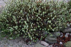 From wikipedia, the free encyclopedia salix × sepulcralis 'chrysocoma', or weeping golden willow, is the most popular and widely grown weeping tree in the warm temperate regions of the world. Ø§Ù„Ø¹Ù„Ù… Ø§Ù„ÙˆØ·Ù†ÙŠ Ù…Ø¤Ù‚Øª Ù…Ø¹ØªØ¯Ù„ Ø§Ù„Ø¨Ù†ÙŠÙ‡ Salix Salix Kulturazitiste Org
