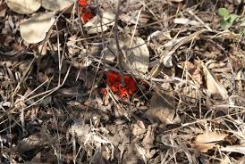 Image result for Combretum platypetalum