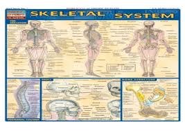 Free Download Pdf Skeletal System Laminate Reference Chart