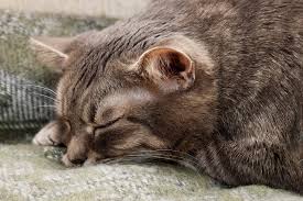 Headpressing is a condition with similar symptoms to staring at walls and may indicate damage to the nervous system. Ataxia In Cats Symptoms Causes Diagnosis Treatment Recovery Management Cost