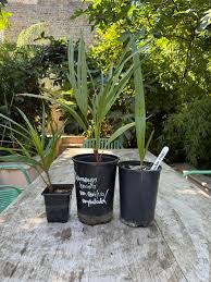 Image result for Nesaea sarcophylla