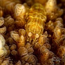 Image result for Pycnospora