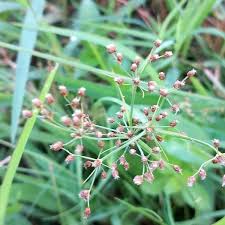 Image result for Fimbristylis quinquangularis