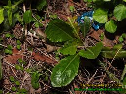 Image result for Elytraria