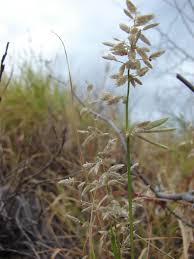 Image result for Eragrostis cilianensis