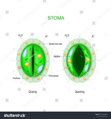 Image result for Stomatostemma