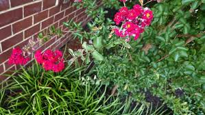 Hours may change under current circumstances Crepe Myrtles For Ohio Bygl