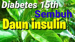 Dan selain itu, masih banyak lagi khasiat daun insulin bagi kesehatan. Obat Diabetes Dengan Daun Afrika Insulin Youtube