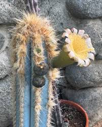 Image result for Pachycarpus spurius