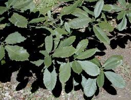 ビワバアオキ 枇杷葉青木 Aucuba Eriobotryifolia Fa Tsuan Wang 1949 科 名 ミズキ科 Cornaceae ａpg分類 ガリア科 Garryaceae または アオキ科 Aucubaceae 属 名 アオキ属 Aucuba Thunb 1783 中国名 琵琶叶珊瑚 Pi Pa Ye Shan Hu 原産地