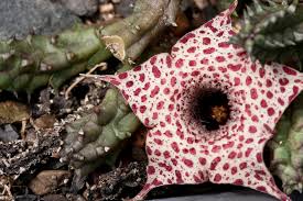 Image result for Huernia hislopii