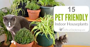 These plants will add color and texture to your decor while keeping your cats and dogs safe and happy. 15 Pet Friendly Indoor Houseplants Safe For Cats And Dogs