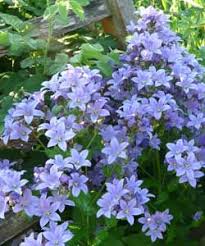 Campanula Lactiflora Sommerhimmel Grosse Dolden Glockenblume Mit Stauden Gestalten Rosenbegleiter Pflanzen Stauden Glockenblume