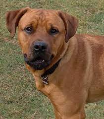 Maybe you would like to learn more about one of these? Rocco Bullmastiff Rottweiler Mischling Mix