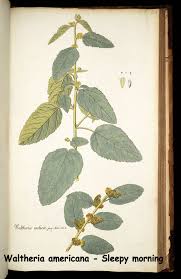 Image result for Waltheria indica