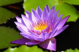Nil Mahanel Flower Sri Lanka National Flower National Flower Flowers Flower Images