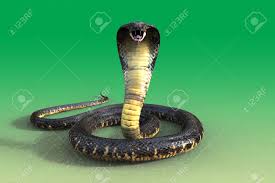 Related Image King Cobra Snake Cobra Snake Snake